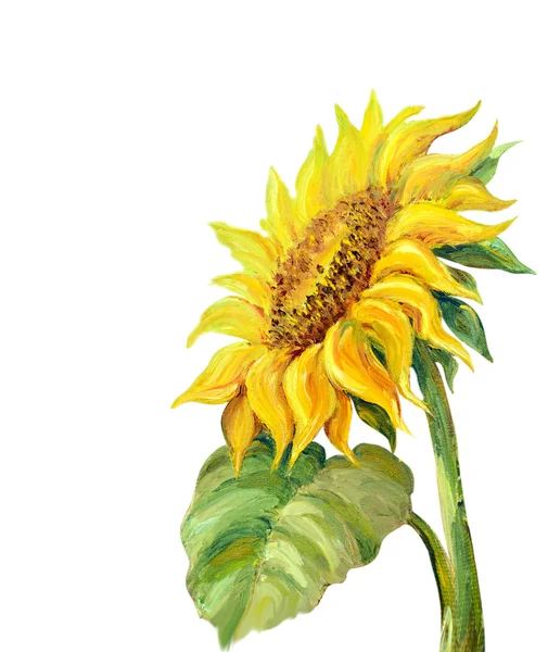 Girasol aislado en blanco, pintura al óleo —  Fotos de Stock