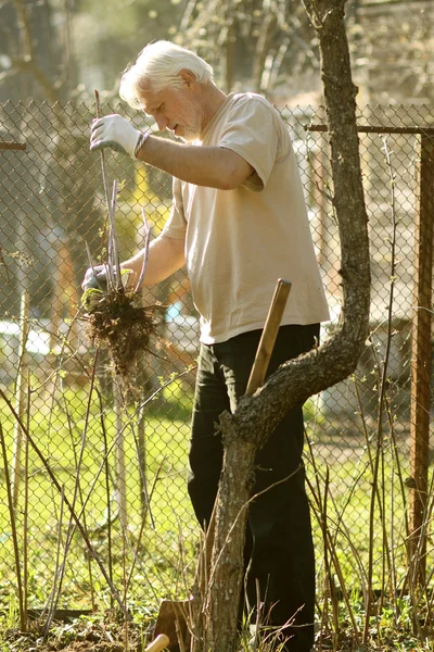 歳の男性の植物の木 — ストック写真