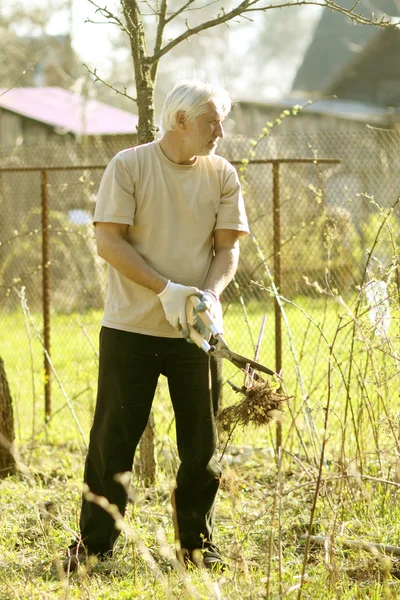 歳の男性の植物の木 — ストック写真