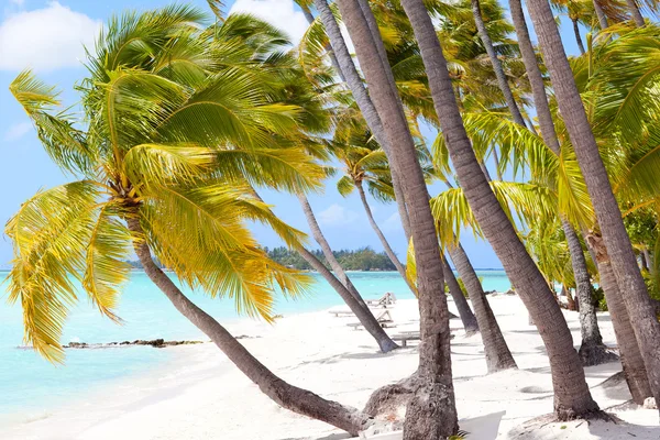 Tropical beach — Stock Photo, Image