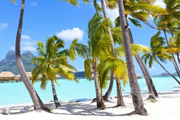Palmen an einem tropischen Strand — Stockfoto