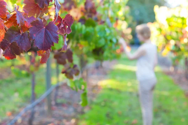 Junge Frau auf einem Weinberg — Stockfoto