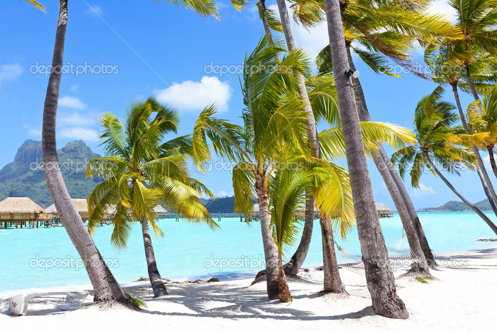 Palms at a tropical beach