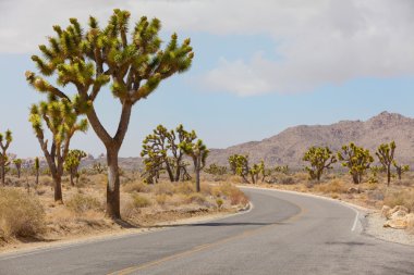 Joshua Tree Ulusal Parkı