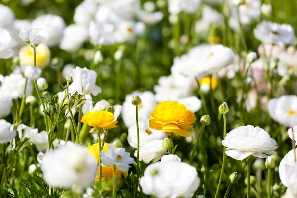 Ranuncoli in fiore — Foto Stock