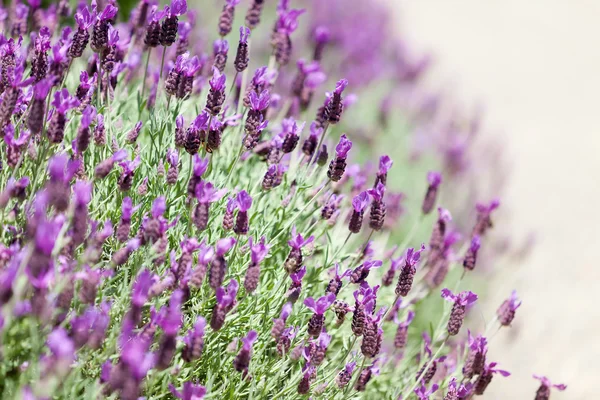 Fioritura lavanda — Foto Stock