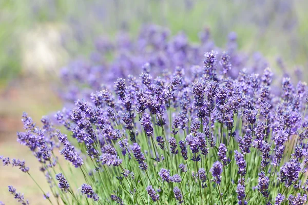 Lavender bushes — Stock Photo, Image