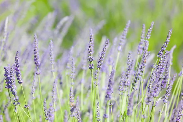 Lavanda florescente — Fotografia de Stock