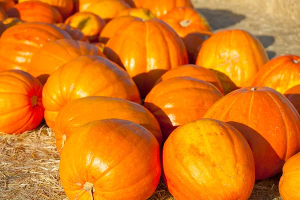 Kleurrijke pompoenen — Stockfoto