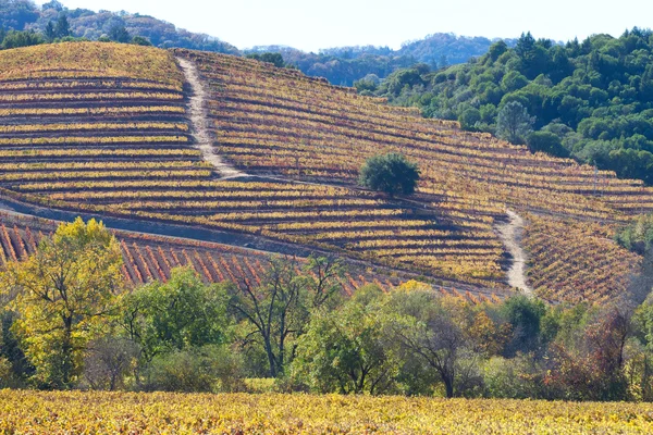 Vallen op wijnland — Stockfoto