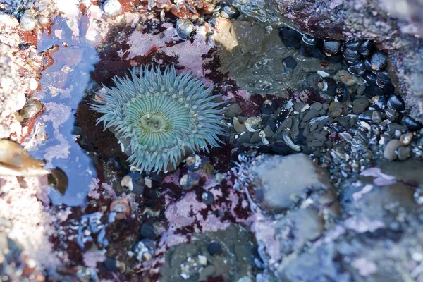 Anemone in tide pool — Stock Photo, Image