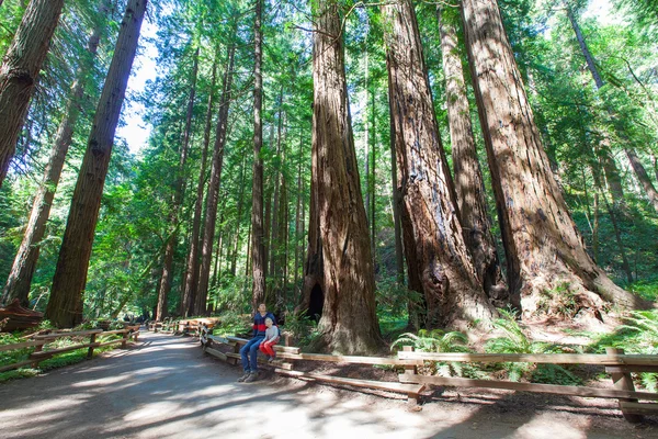 Δάσος Redwood — Φωτογραφία Αρχείου