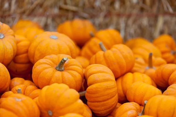 Parche de calabaza —  Fotos de Stock