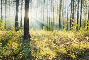 Ormanda gün batımı