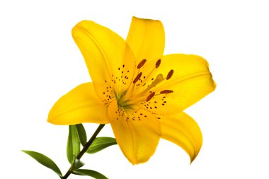 lilly izole