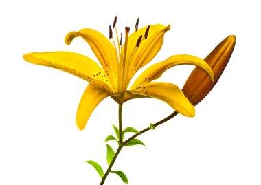 lilly izole