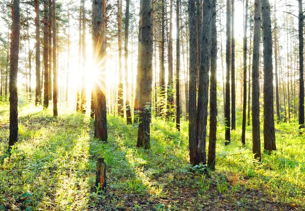 Im Wald — Stockfoto