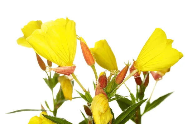 Oenothera glazioviana — Zdjęcie stockowe