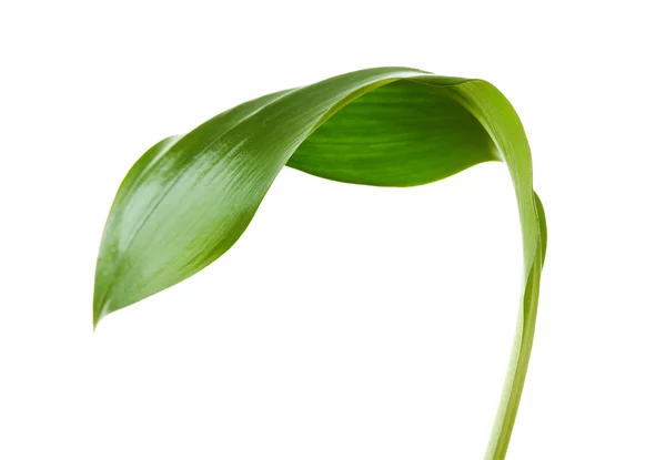 Green leaf — Stock Photo, Image