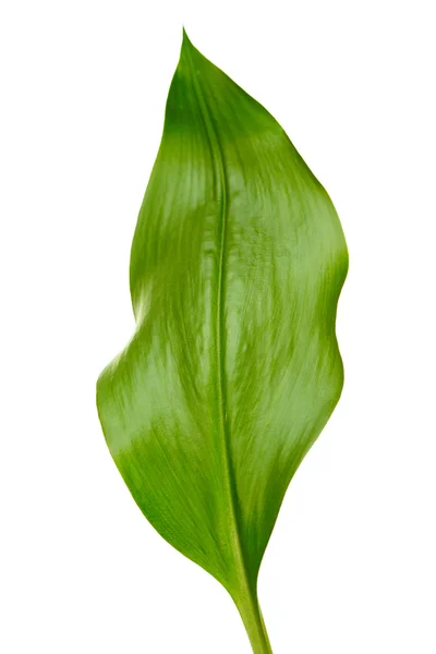 Green leaf — Stock Photo, Image