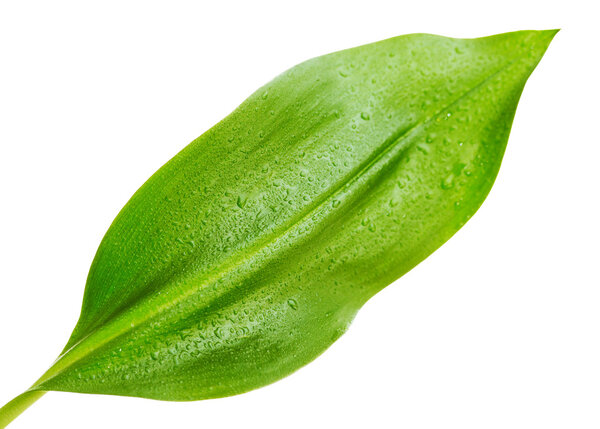 Зеленый лист с капельками воды