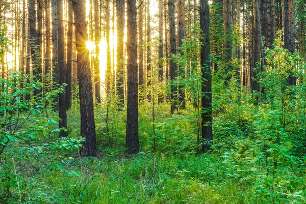 Sonnenuntergang — Stockfoto