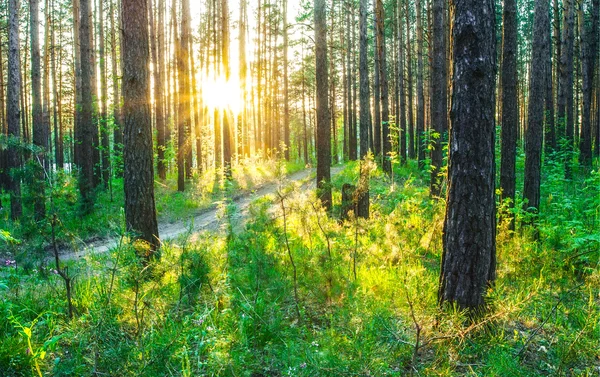 Sonnenuntergang — Stockfoto