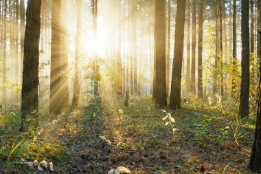 Ormanda gün batımı