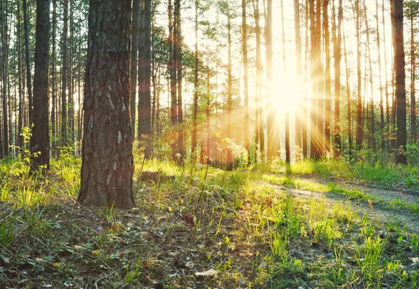 Solnedgång — Stockfoto