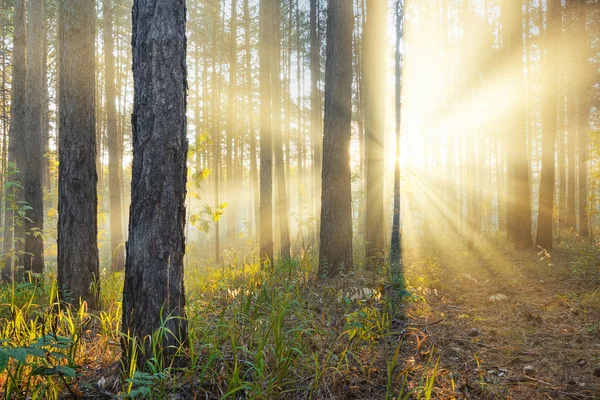 Puesta de sol en el bosque — Foto de Stock