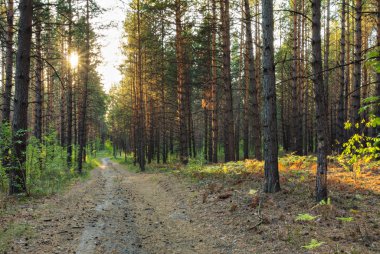 Ormanda gün batımı