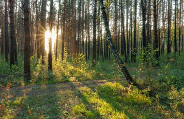 Ormanda gün batımı