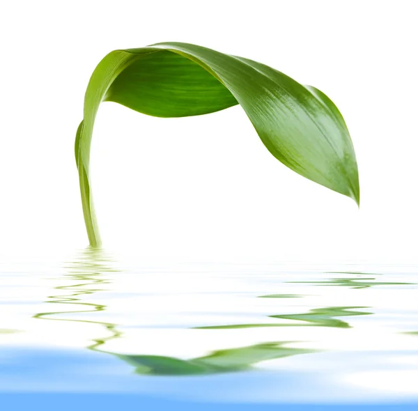 Leaf with reflection — Stock Photo, Image