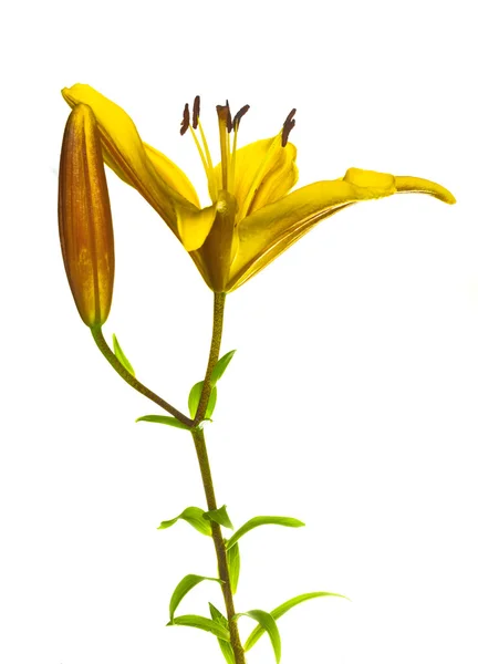 Lilly isolerade — Stockfoto