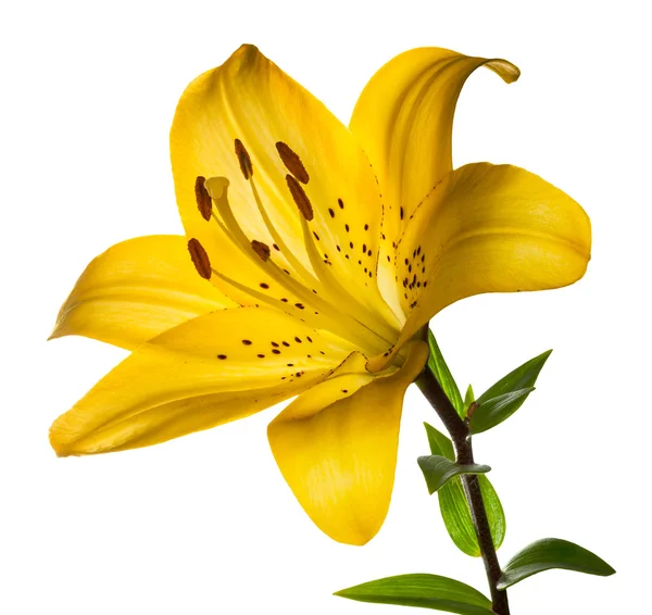 Beautiful lilly — Stock Photo, Image