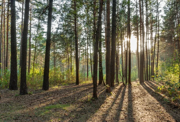 Sonnenuntergang im Wald — Stockfoto