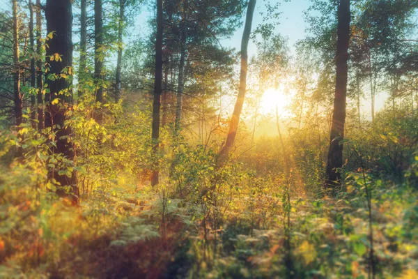Захід сонця в лісі — стокове фото