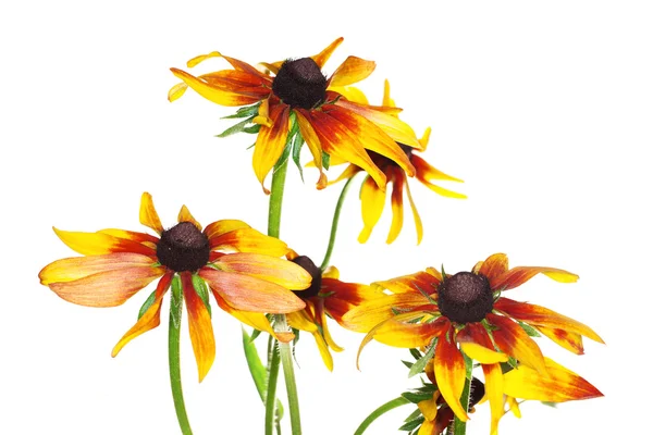 Yellow rudbeckia — Stock Photo, Image