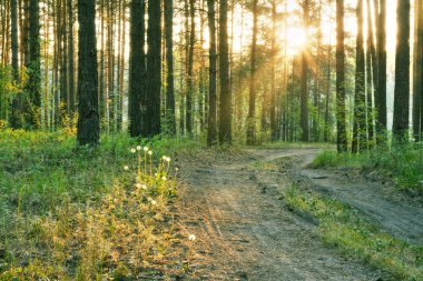 Ormanda gün batımı