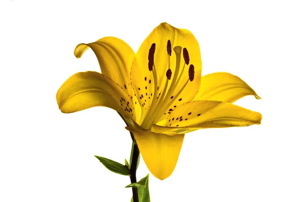 Lilly isolated — Stock Photo, Image