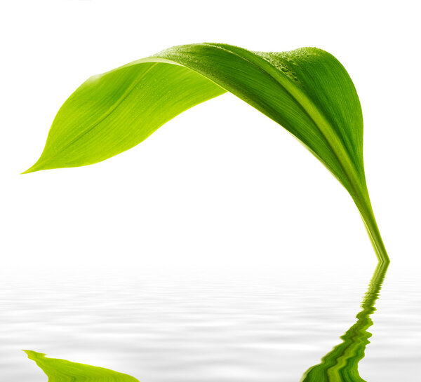 leaf with drops of water