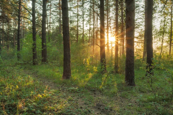 Sonnenuntergang im Wald — Stockfoto