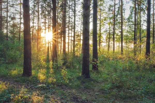 Sonnenuntergang im Wald — Stockfoto