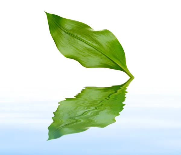 Leaf with reflection — Stock Photo, Image