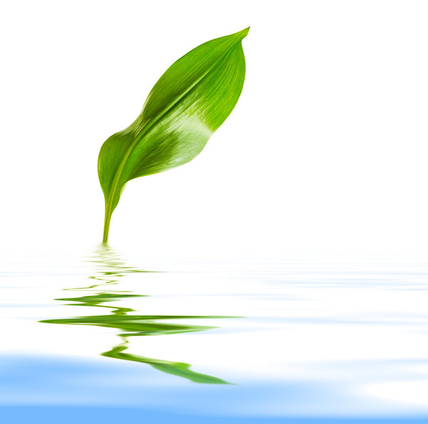 leaf with reflection