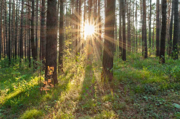 Puesta de sol en el bosque — Foto de Stock