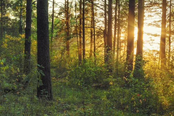 Sunset in the woods — Stock Photo, Image