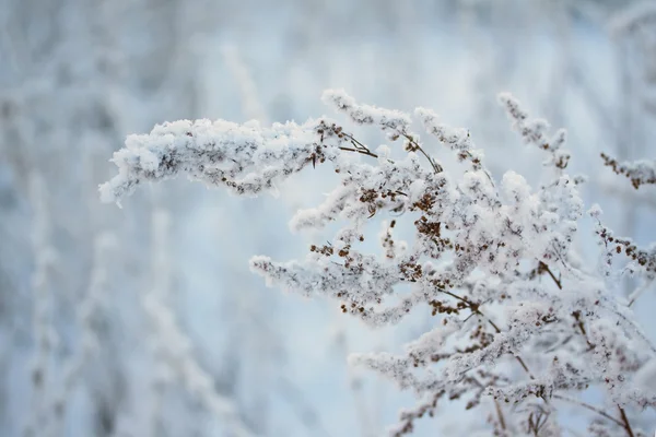 Frozen plant — Stock Photo, Image