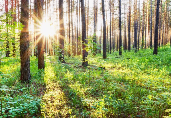 Sunset in the woods — Stock Photo, Image