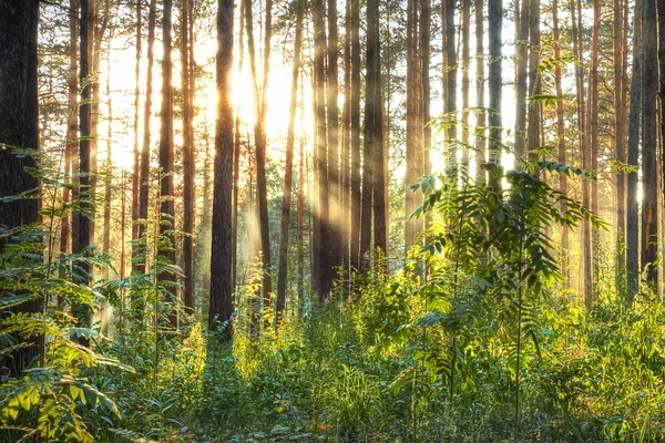 Sonnenuntergang — Stockfoto